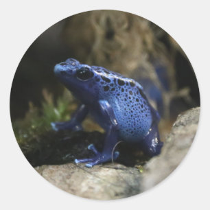 Blauwe gifpijl kikker tarot kaartdek ronde sticker