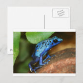 blauwe gifpijlkikker briefkaart (Voorkant / Achterkant)