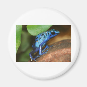 blauwe gifpijlkikker magneet