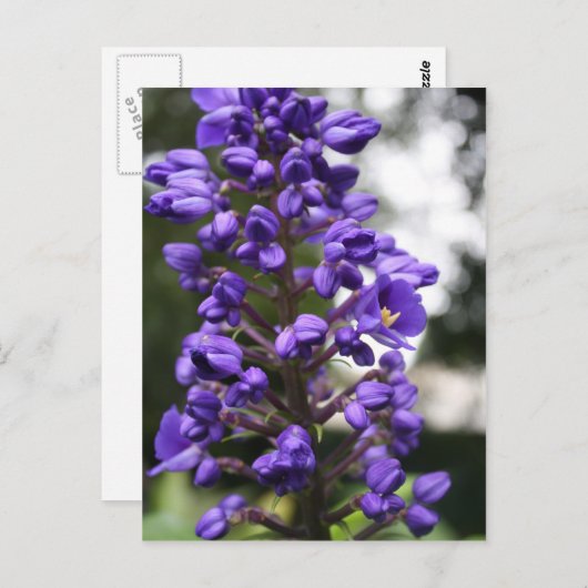 blauwe ginger briefkaart (Voorkant / Achterkant)