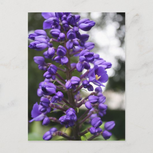 blauwe ginger briefkaart (Voorkant)