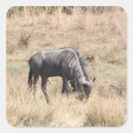 Blauwe gnoes grazen in de Afrikaanse struik Vierkante Sticker
