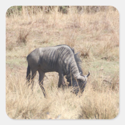 Blauwe gnoes grazen in de Afrikaanse struik Vierkante Sticker (Voorkant)
