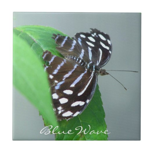 Blauwe golflengte op Leaf Foto Tegeltje (Voorkant)