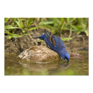 Blauwe Gors drinkend aan vijver in achtertuin, Foto Afdruk