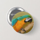 Blauwe goudmakreel Button van de papegaaimest (Voorkant /achterkant)