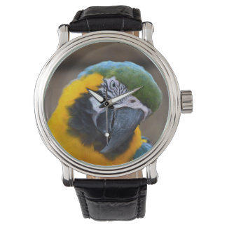 blauwe goudpapegaai horloge