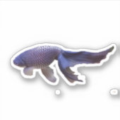 Blauwe goudvis foto sticker (Voorkant)