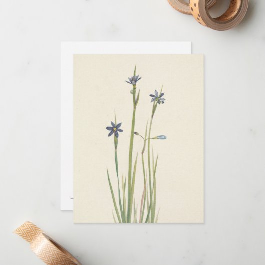 Blauwe gras van Mary Vaux Walcott Notitiekaartje (Voorkant / Achterkant in situ)