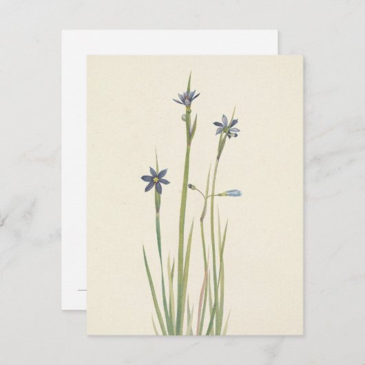 Blauwe gras van Mary Vaux Walcott Notitiekaartje (Voorkant / Achterkant)