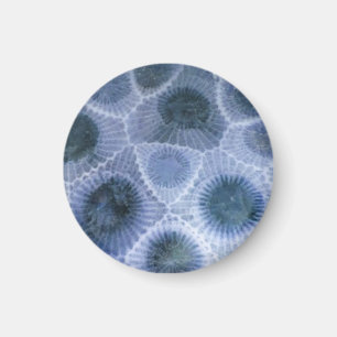 Blauwe grijze petoskeysteen magneet