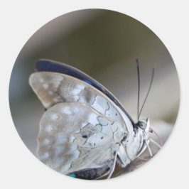Blauwe grijze vlinder ronde sticker