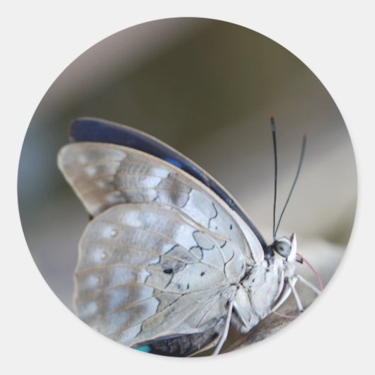 Blauwe grijze vlinder ronde sticker (Voorkant)