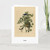 Blauwe Grosbeak van de Amerikaanse vogels van Audu Kaart (Achterkant)