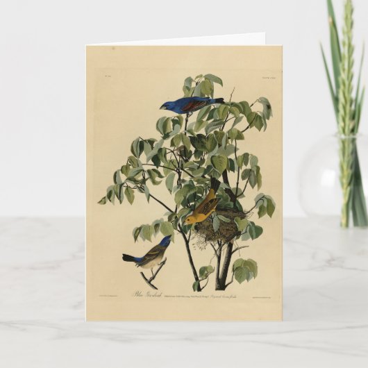 Blauwe Grosbeak van de Amerikaanse vogels van Audu Kaart (Voorkant)