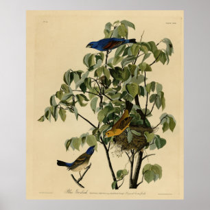 Blauwe Grosbeak van de Amerikaanse vogels van Audu Poster