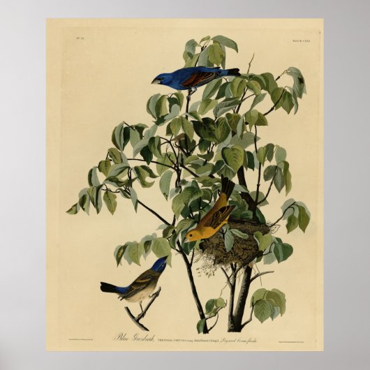 Blauwe Grosbeak van de Amerikaanse vogels van Audu Poster (Voorkant)
