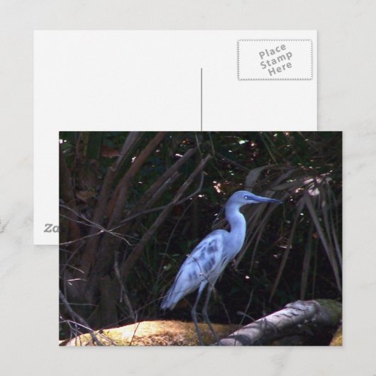 Blauwe grot briefkaart (Voorkant / Achterkant)