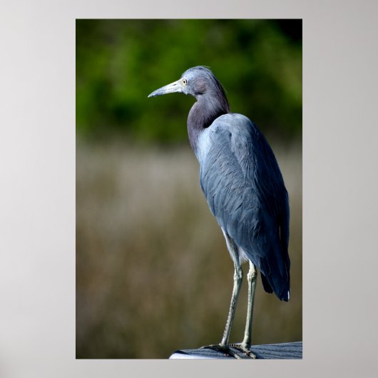 Blauwe grot in het wild poster (Voorkant)