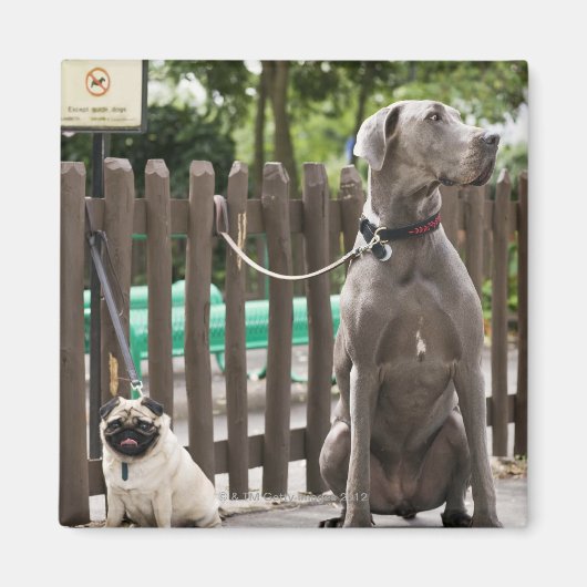 Blauwe Grote Deen en pug-honden op as Magneet (Voorkant)