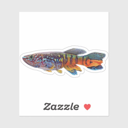 Blauwe gularis Fundulopanchax sjostedti killifish Sticker (Vel)