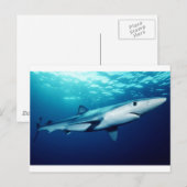 Blauwe haai briefkaart (Voorkant / Achterkant)