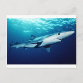 Blauwe haai briefkaart (Voorkant)