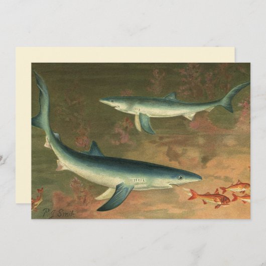  blauwe haai Eating Fish, Marine Life (Voorkant / Achterkant)