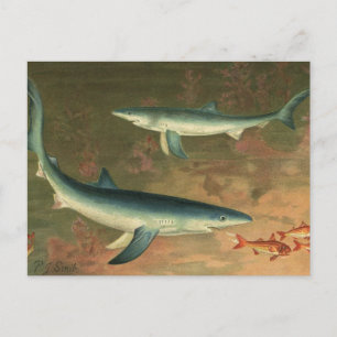  blauwe haai Eating Fish, Marine Life Briefkaart