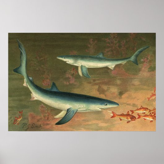  blauwe haai Eating Fish, Marine Life Poster (Voorkant)