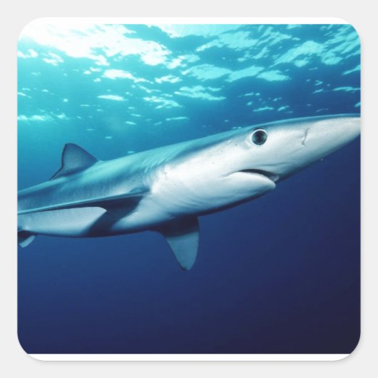 Blauwe haai vierkante sticker (Voorkant)