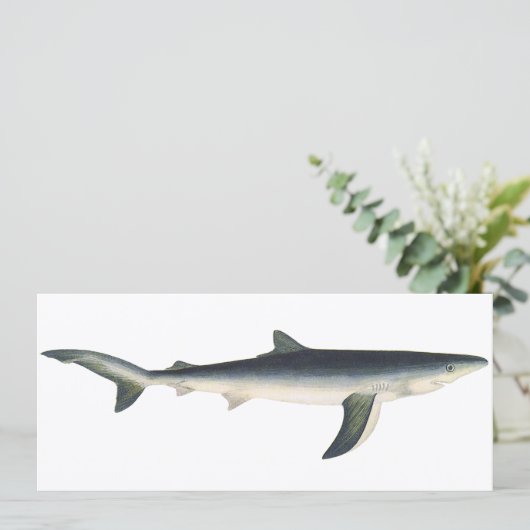 blauwe haai, zeewaardig leven in de aquatische oc (Staand voorkant)