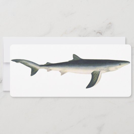  blauwe haai, zeewaardig leven in de aquatische oc (Voorkant)