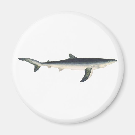 blauwe haai, zeewaardig leven in de aquatische oc magneet (Voorkant)