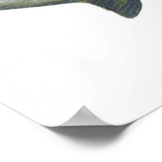  blauwe haai, zeewaardig leven in de aquatische oc poster (Hoek)