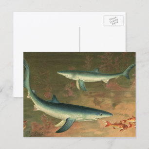 Blauwe haaien die vis eten, antieke zeeleven briefkaart