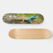 Blauwe hagedikalotes Mystaceus Skateboard (Horizontaal)