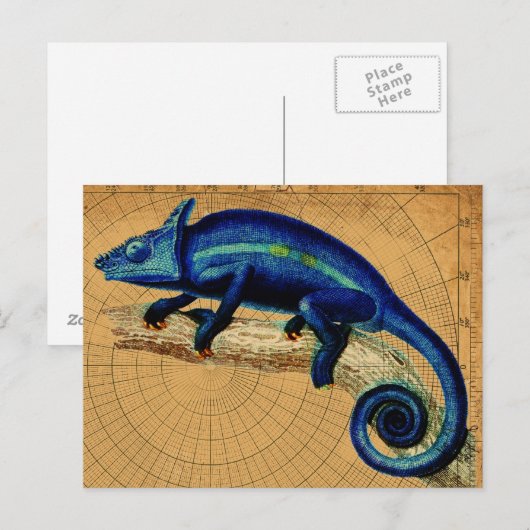 Blauwe hagedis briefkaart (Voorkant / Achterkant)