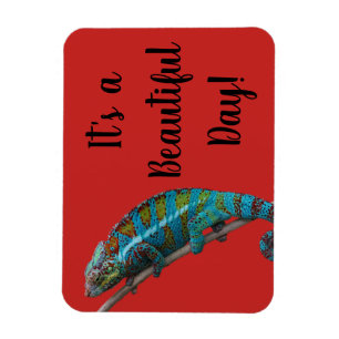 Blauwe Hagedis, Mooie Dag, Rode Magneet