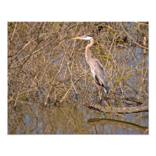 Blauwe haron aan een ledemaat foto afdruk (Voorkant)