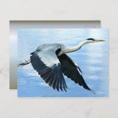 Blauwe haron in vlucht boven water briefkaart (Voorkant / Achterkant)