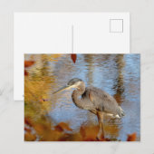 Blauwe haron, omhuld met herfst briefkaart (Voorkant / Achterkant)