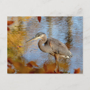 Blauwe haron, omhuld met herfst briefkaart