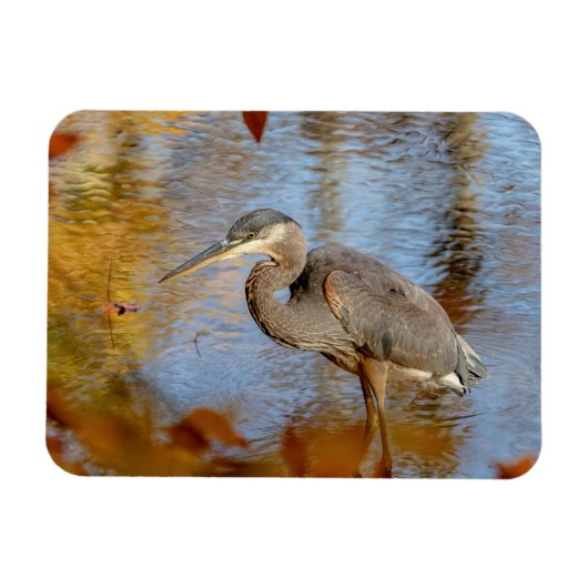 Blauwe haron, omhuld met herfst magneet (Horizontaal)