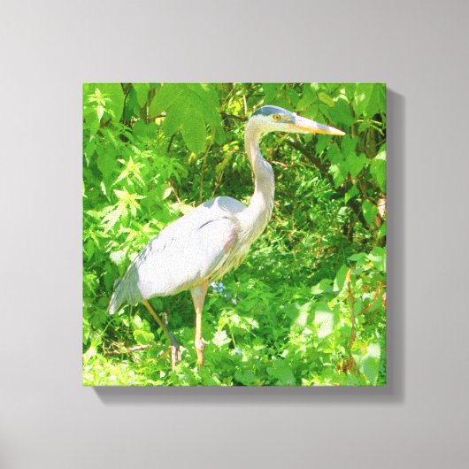 Blauwe haron, vijver,  wilde vogel, natuur canvas afdruk (Voorkant)