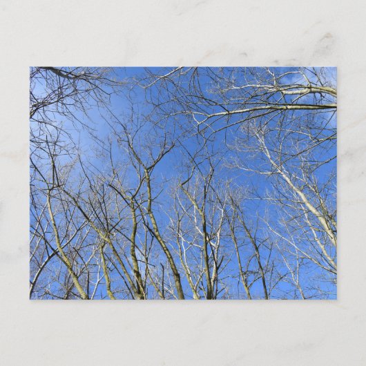 Blauwe hemel, bomen in de winter briefkaart (Voorkant)