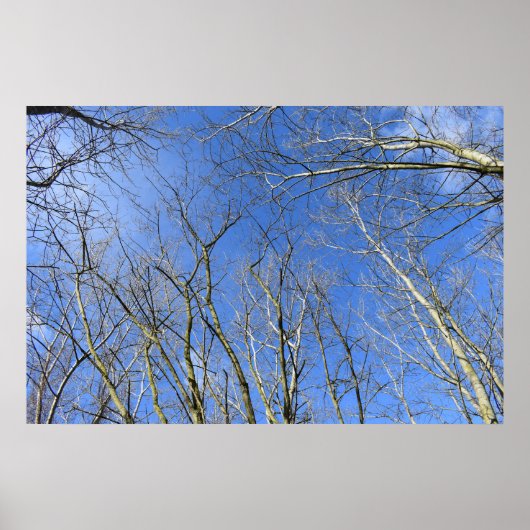 Blauwe hemel, bomen in de winter poster (Voorkant)