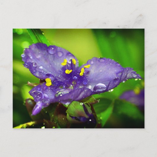 Blauwe hemel briefkaart (Voorkant)