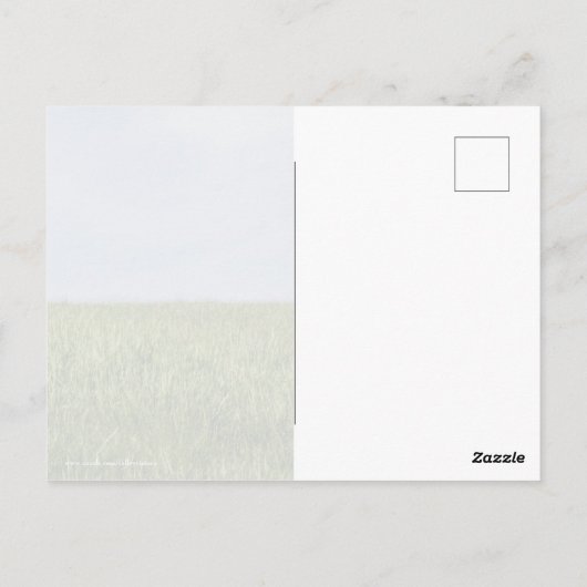 Blauwe hemel en groene gras briefkaart (Achterkant)