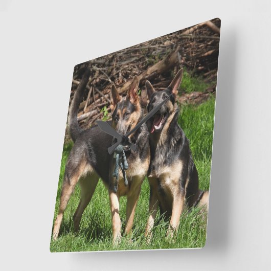 Blauwe herders vierkante klok (Hoek)